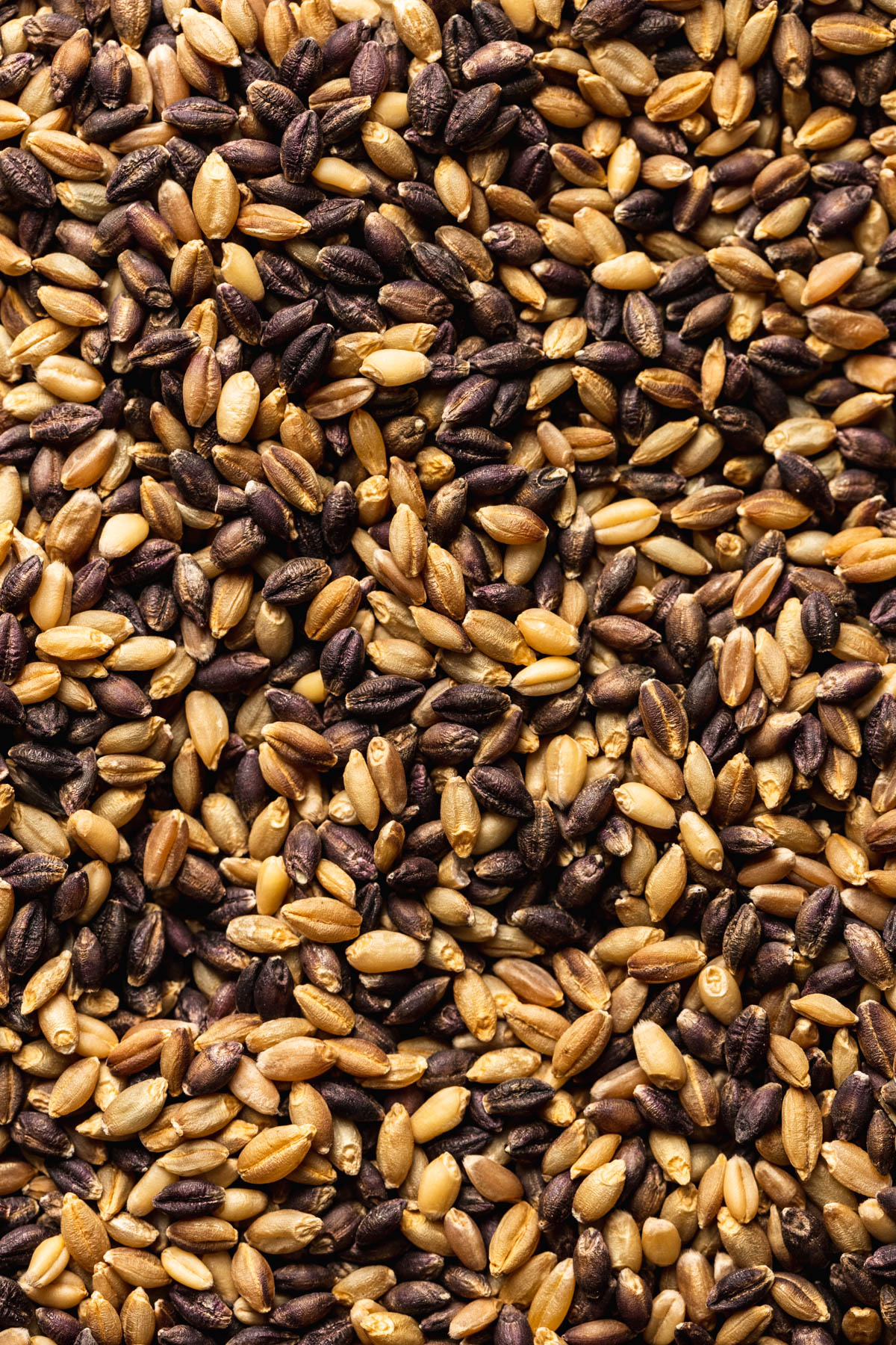 barley grain photography